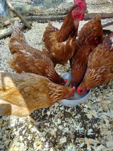 JR's chickens feeding