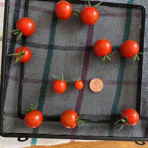 tomatoes