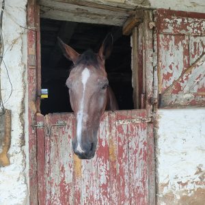 Ernie the horse