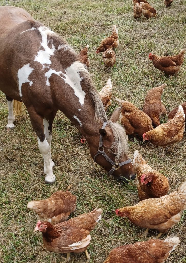 Pony with chickens